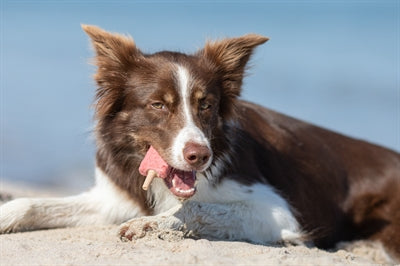 Trixie Ice Pop Groen