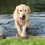 Trixie Dog Activity Mot-Fun Aqua Speelgoed Drijvend Rood Assorti