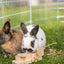 Trixie Snack Cups Voor Ratten En Konijnen Hout