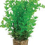 Zolux Ornament Pastic Plant Op Stenen Neutraal Assorti