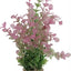 Zolux Ornament Pastic Plant Op Stenen Vrolijk Assorti