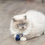 Trixie Zeedier Pluche Met Catnip Assorti