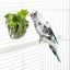 Imac Vogel Groentehouder Assorti